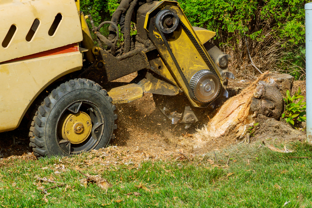 Stump Grinding using a Stump Grinder in Suffolk, County, NY.